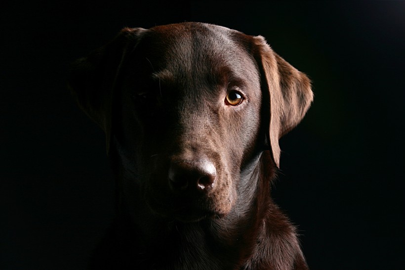 点击大图看下一张：拉布拉多猎犬 图片