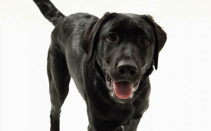 点击大图看下一张：黑色拉布拉多犬图片