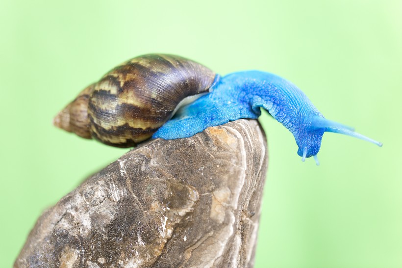 点击大图看下一张：蓝蜗牛图片