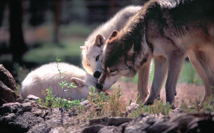 点击大图看下一张：霸气的狼图片
