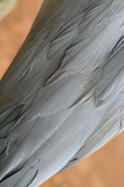 点击大图看下一张：高雅而美丽的蓝鹤图片