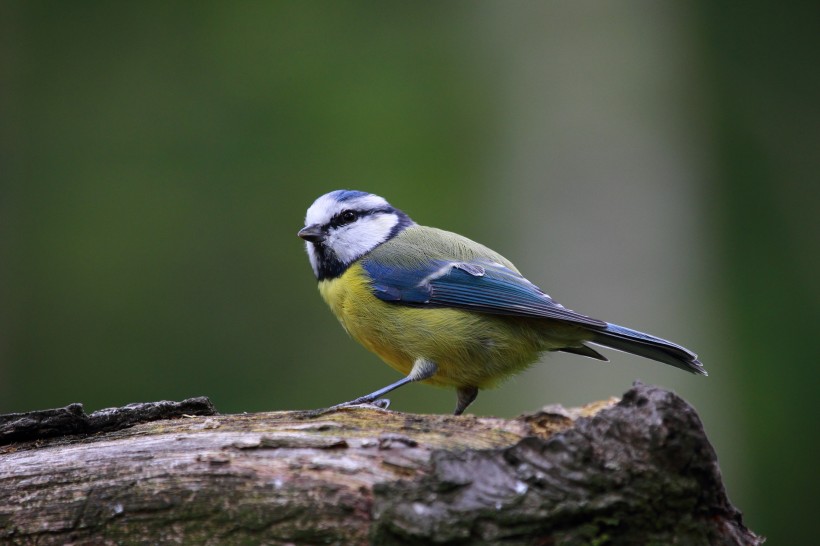 点击大图看下一张：观赏鸟——蓝山雀图片