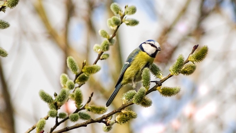 点击大图看下一张：观赏鸟——蓝山雀图片