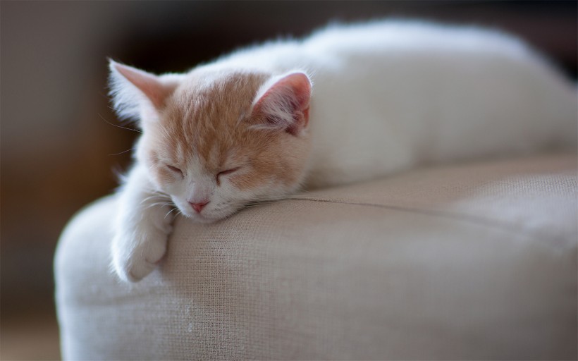 点击大图看下一张：懒睡的小猫可爱镜头图片