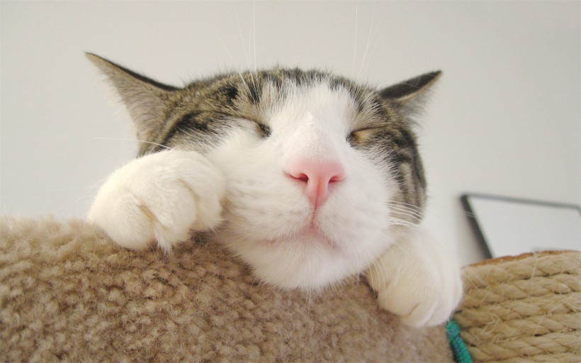 点击大图看下一张：懒睡的小猫可爱镜头图片