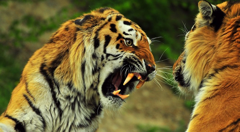 点击大图看下一张：凶猛的老虎图片