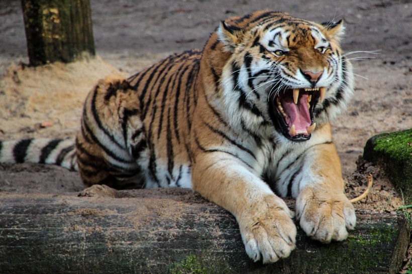 点击大图看下一张：凶猛的野生老虎图片