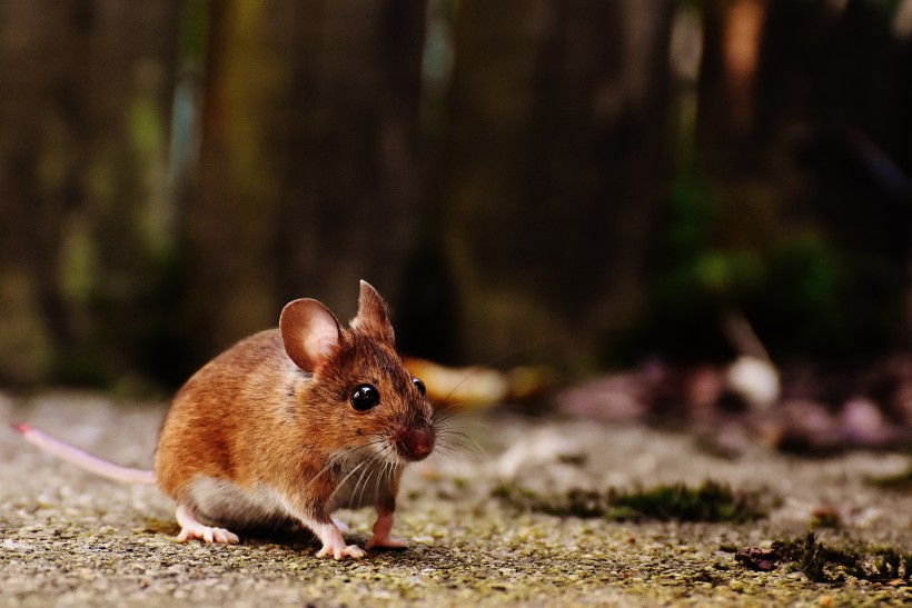 点击大图看下一张：可爱的小老鼠图片