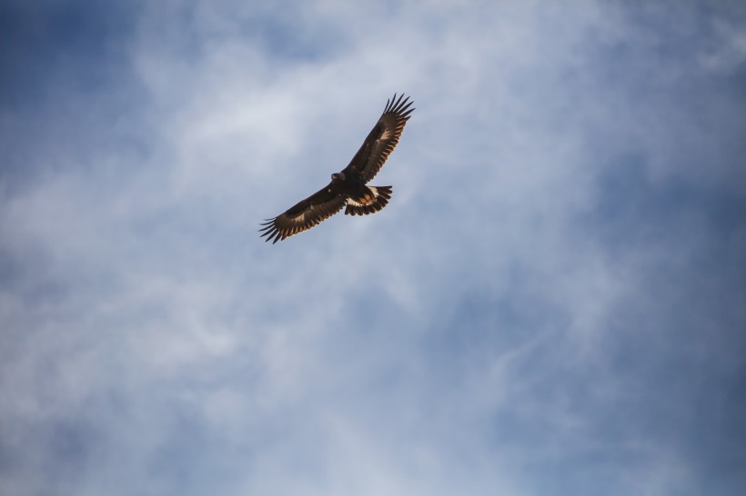 点击大图看下一张：飞翔的老鹰图片