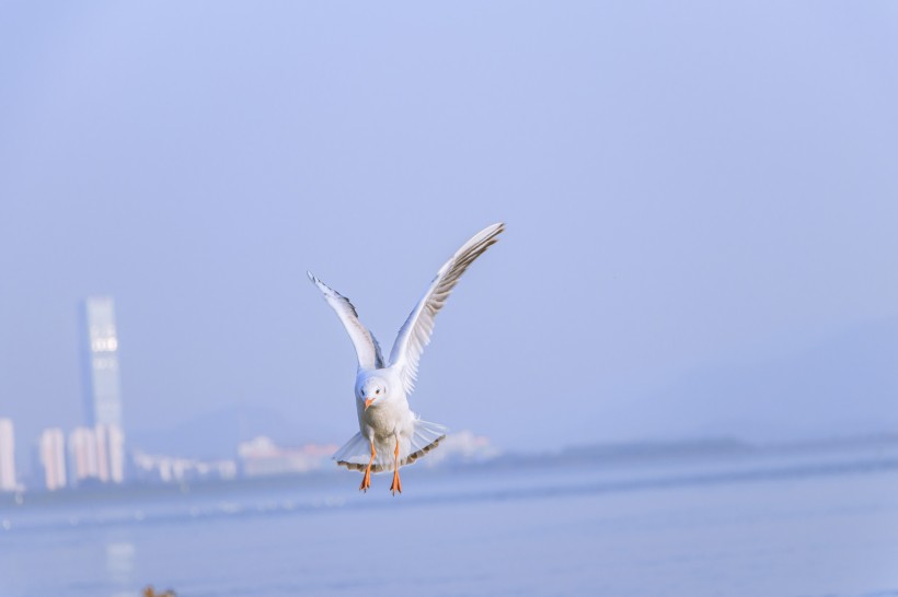点击大图看下一张：飞翔觅食的白色海鸥图片