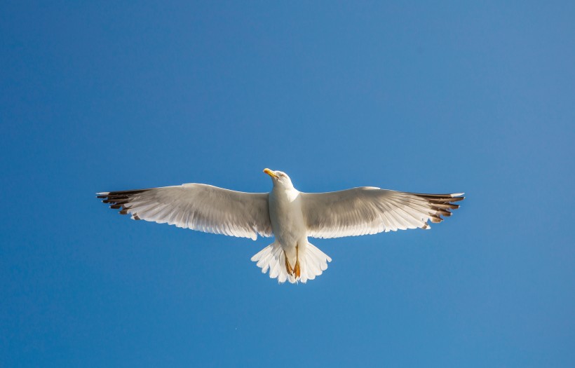 点击大图看下一张：天空中飞翔的海鸥图片