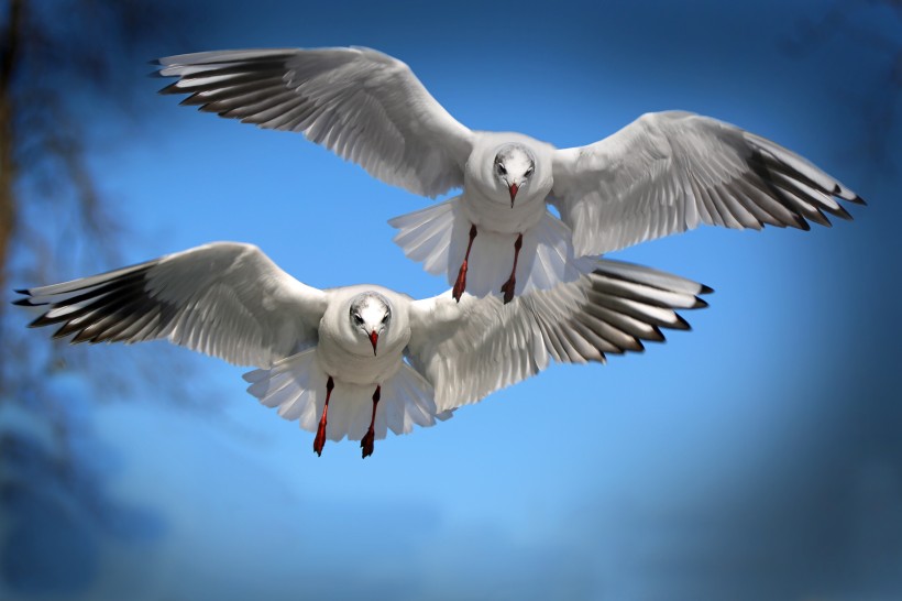 点击大图看下一张：天空中飞翔的海鸥图片