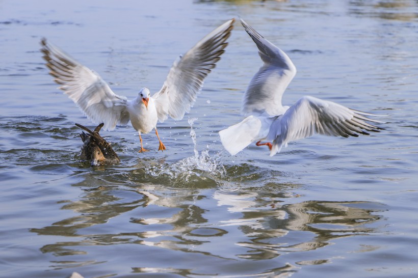 点击大图看下一张：飞翔觅食的白色海鸥图片