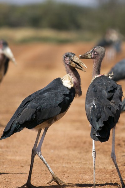 点击大图看下一张：非洲秃鹳鸟类图片
