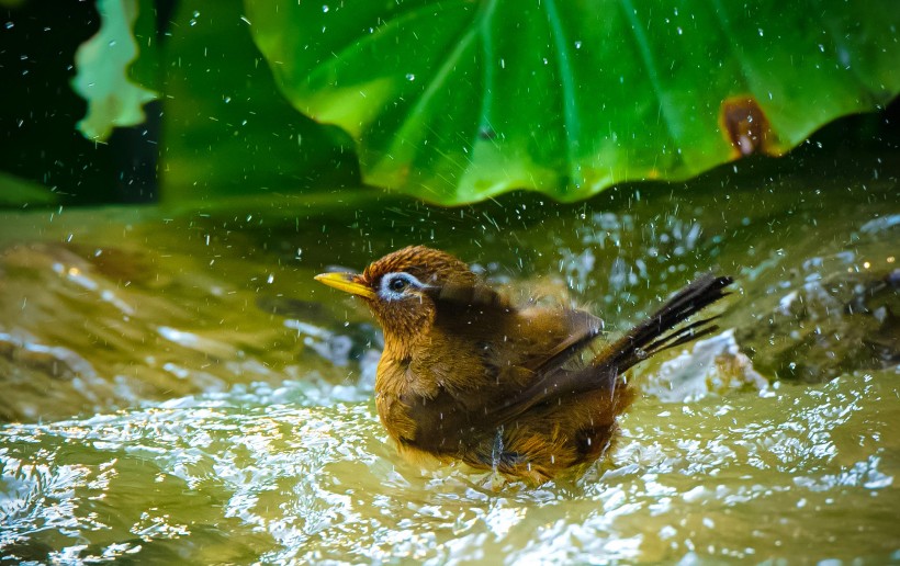 点击大图看下一张：喜欢洗澡的画眉鸟类图片