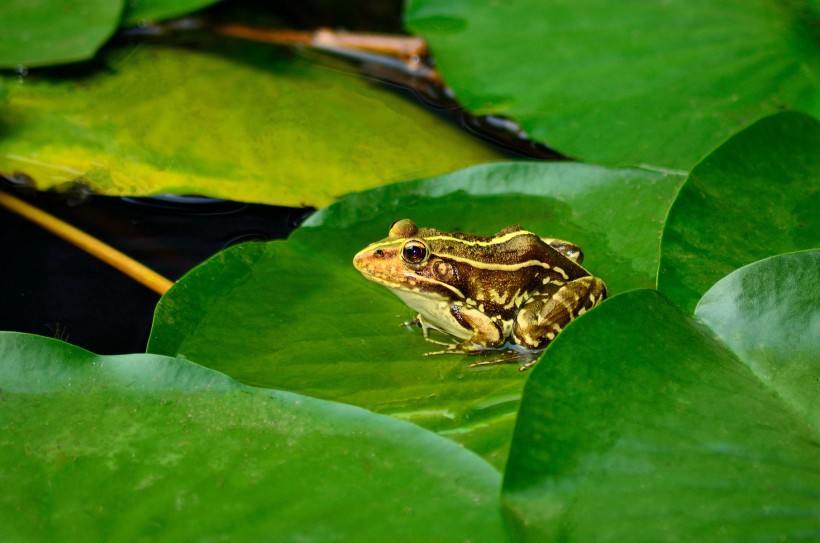 点击大图看下一张：莲池的青蛙图片
