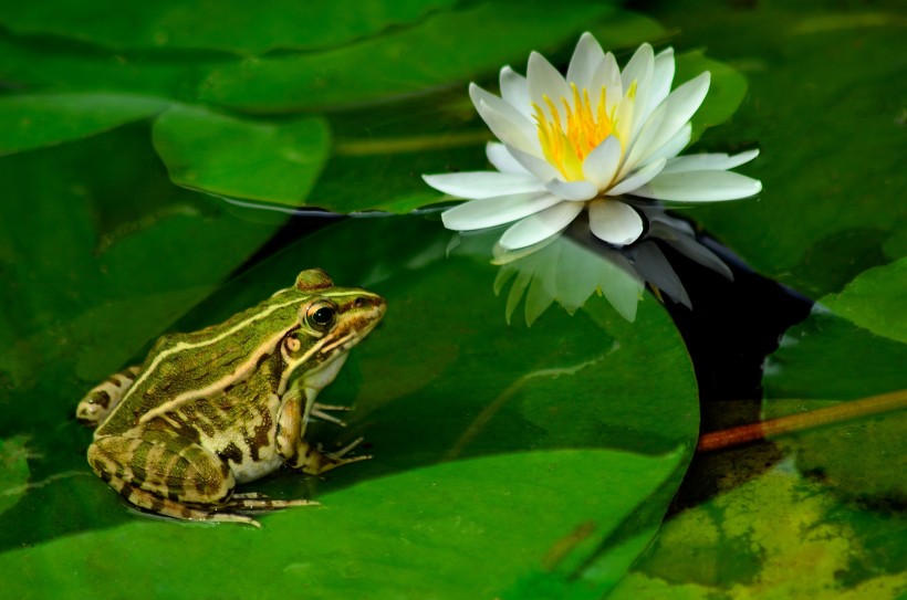 点击大图看下一张：莲池的青蛙图片
