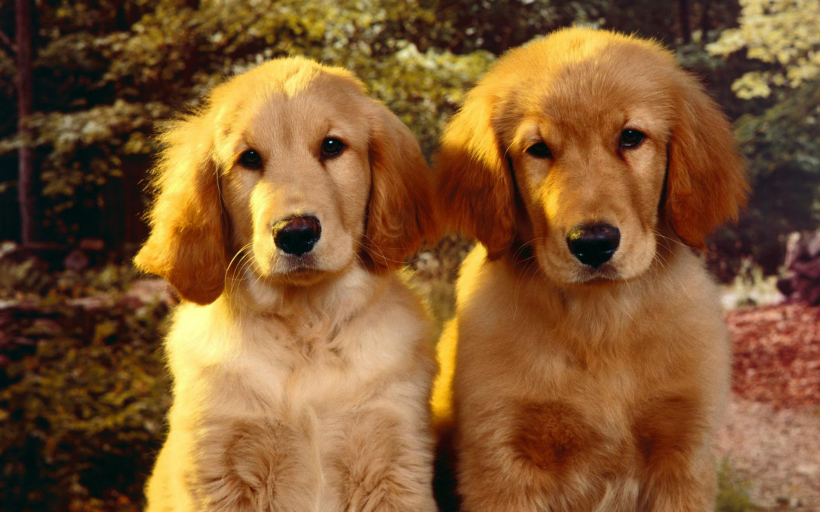 点击大图看下一张：两只狗狗的亲密合照图片