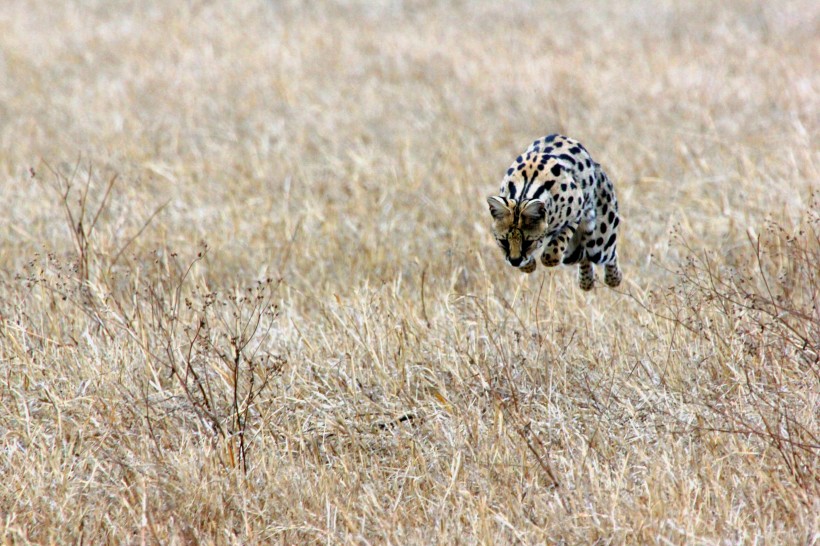 点击大图看下一张：迅猛的猎豹图片