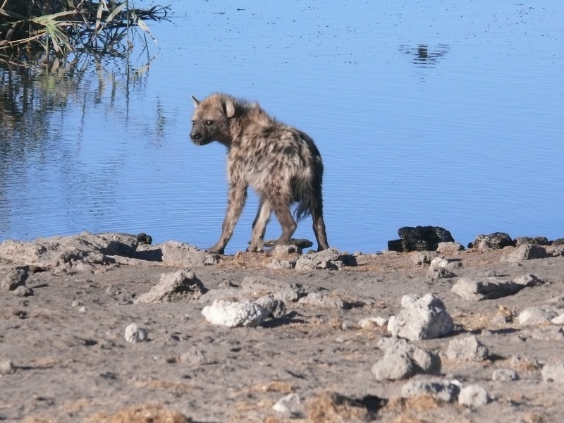 点击大图看下一张：凶猛的鬣狗图片