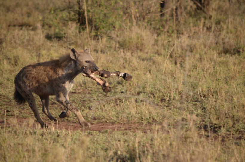 点击大图看下一张：凶猛的鬣狗图片