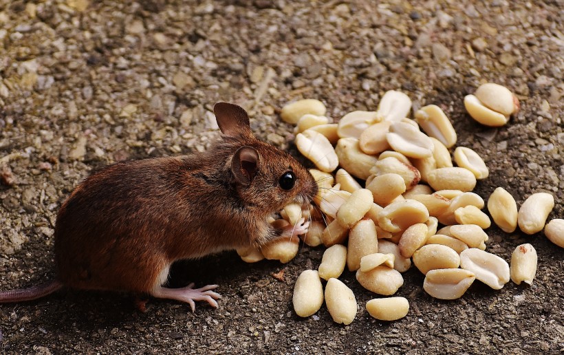 点击大图看下一张：正在吃花生的老鼠图片