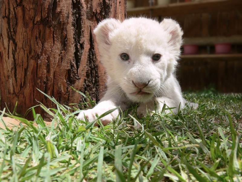 点击大图看下一张：狮子幼崽图片