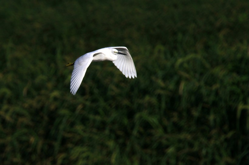 点击大图看下一张：珍稀的白鹭图片