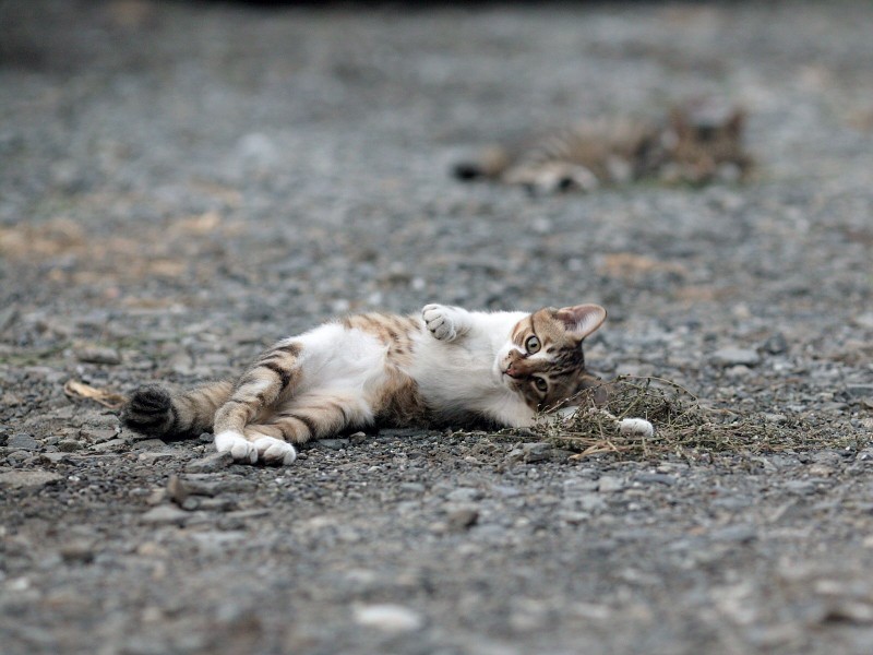 点击大图看下一张：街角流浪猫图片