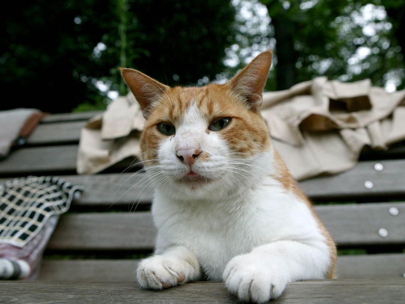 点击大图看下一张：街角流浪猫图片