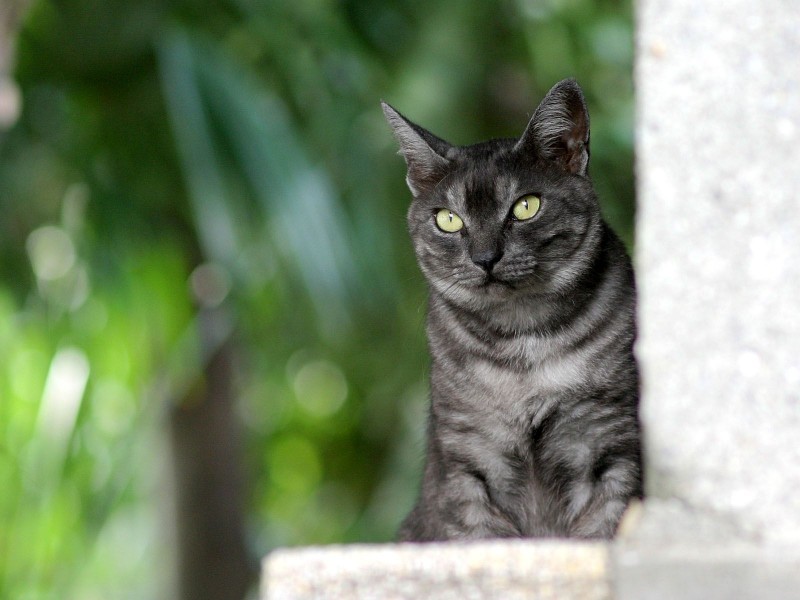 点击大图看下一张：街角流浪猫图片