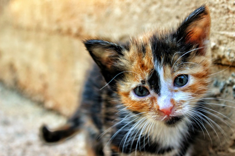点击大图看下一张：顽强生存的流浪猫图片
