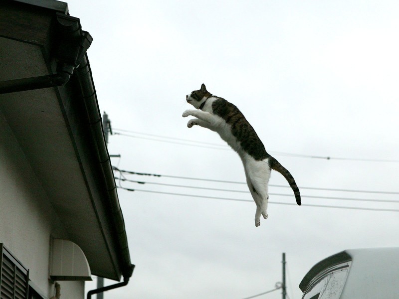 点击大图看下一张：街角流浪猫图片