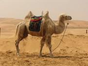 骆驼高清图片_15张