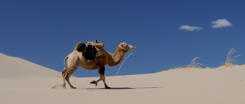 点击大图看下一张：沙漠中骑行的骆驼图片