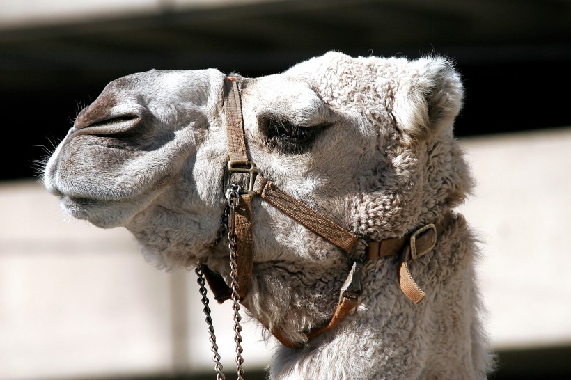 点击大图看下一张：骆驼高清图片