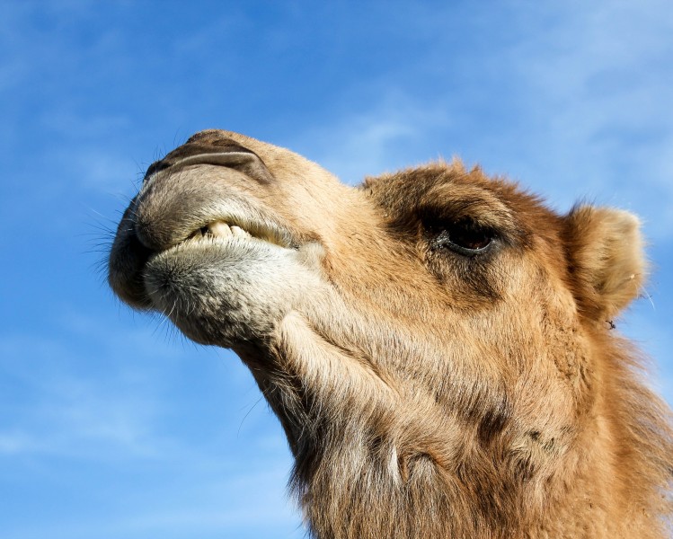 点击大图看下一张：骆驼高清图片