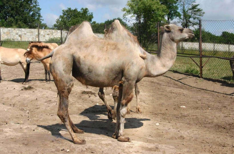 点击大图看下一张：骆驼图片