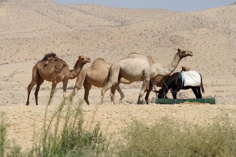 点击大图看下一张：骆驼图片