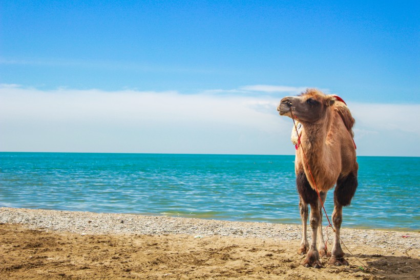 点击大图看下一张：沙漠中骑行的骆驼图片
