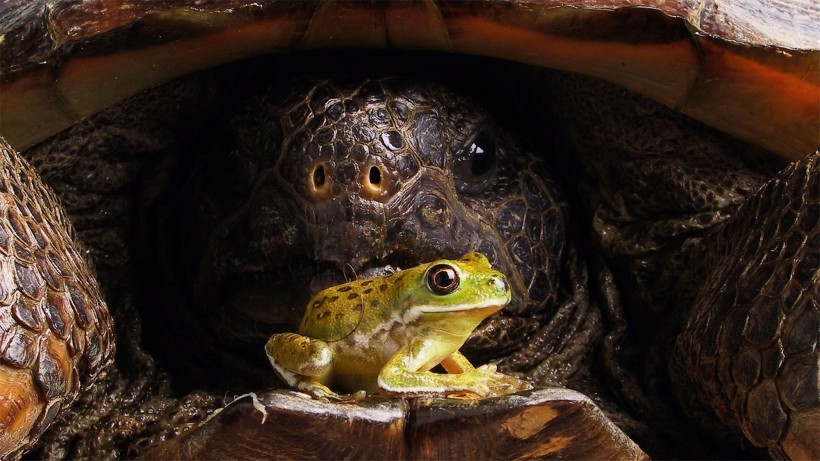 点击大图看下一张：陆栖性动物乌龟图片