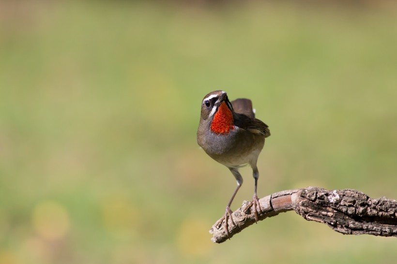 点击大图看下一张：红喉歌鸲鸟类图片