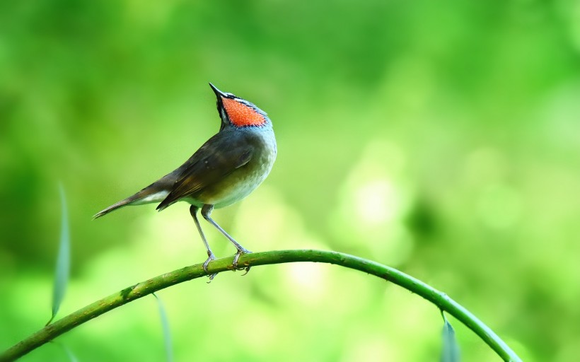 点击大图看下一张：红喉歌鸲鸟类图片