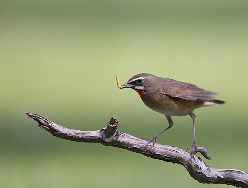 点击大图看下一张：红喉歌鸲鸟类图片