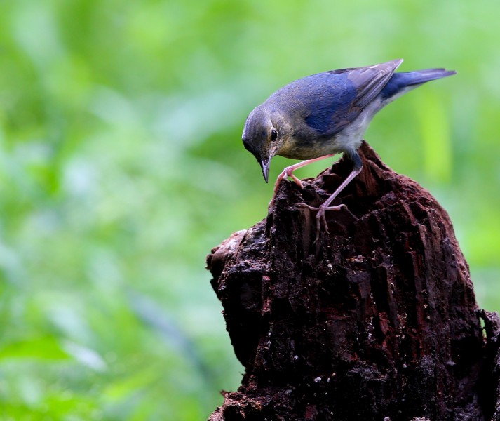 点击大图看下一张：蓝歌鸲鸟类图片
