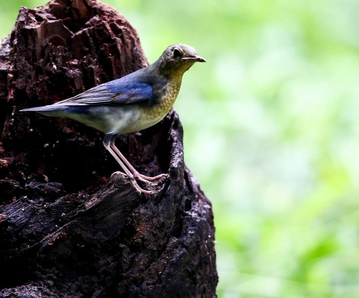 点击大图看下一张：蓝歌鸲鸟类图片