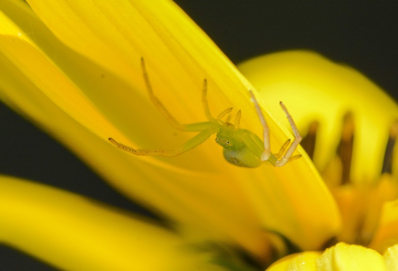 点击大图看下一张：绿色的小蜘蛛图片