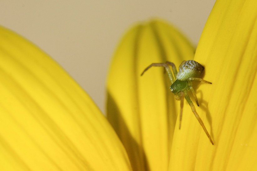 点击大图看下一张：绿色的小蜘蛛图片