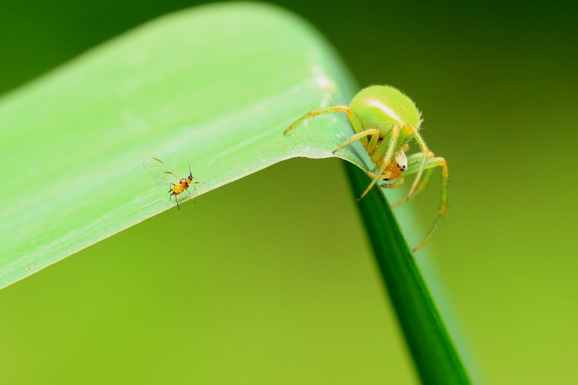 点击大图看下一张：绿色的蜘蛛图片