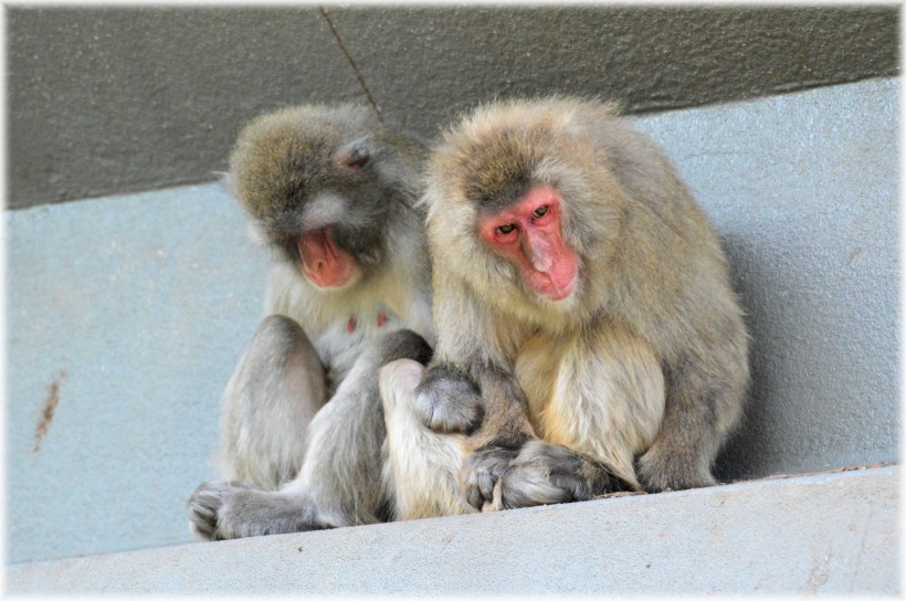点击大图看下一张：日本猕猴图片
